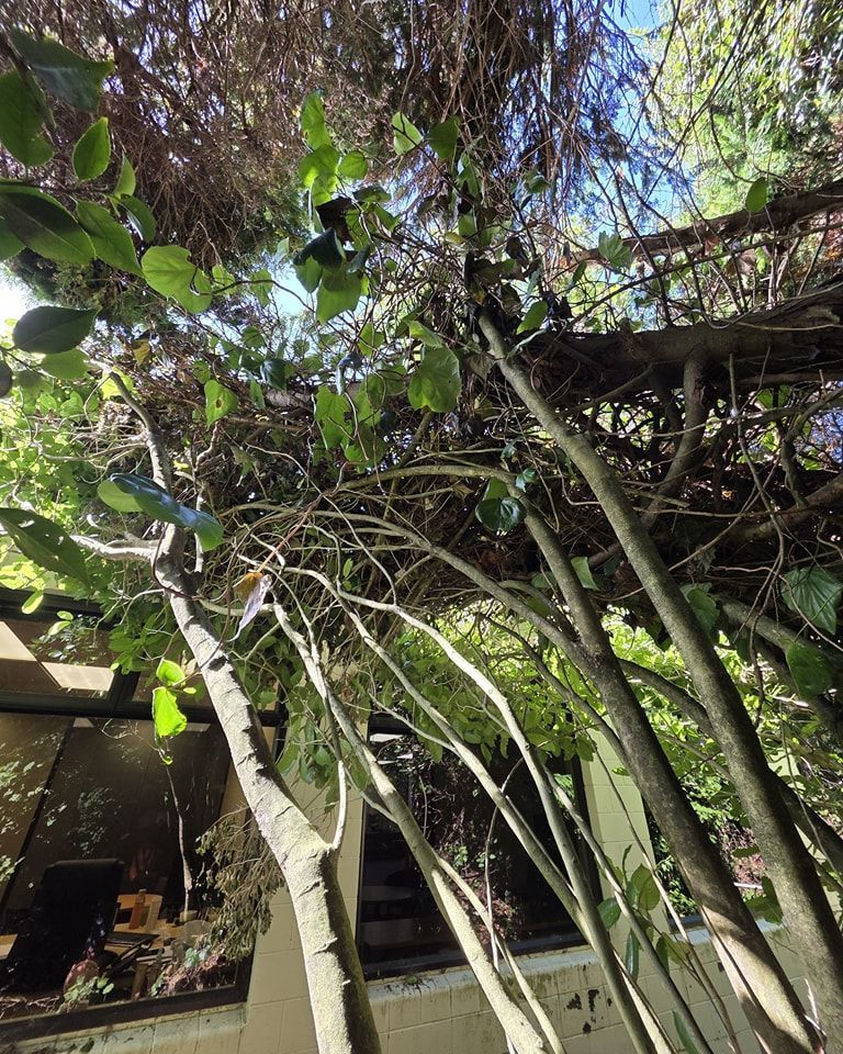 Looking up at a tree with lots of branches and leaves.