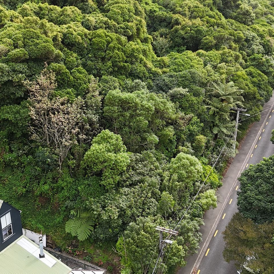 An aerial view of a road surrounded by trees