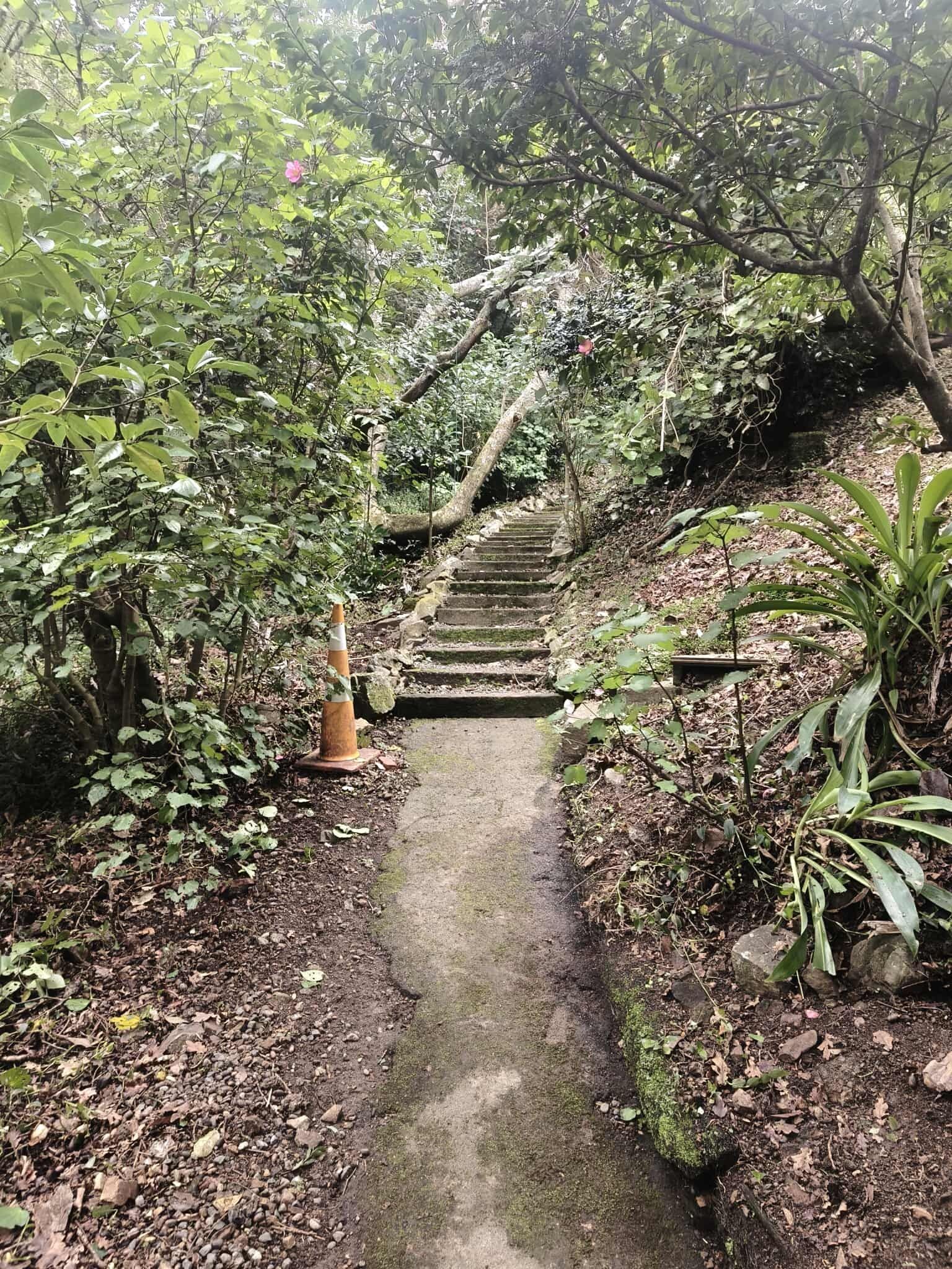 A path with stairs leading up to a lush green forest.