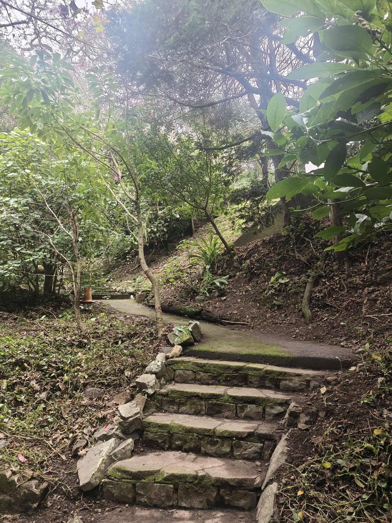 A set of stairs leading up a hill in a forest.