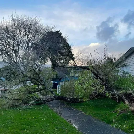 A tree that has fallen in front of a house.