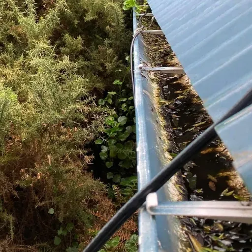 A gutter with a clear roof is surrounded by trees and plants