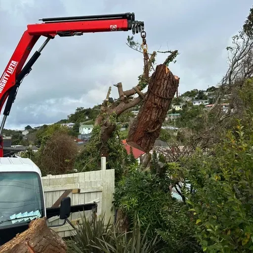 A tree that has fallen on the side of a building