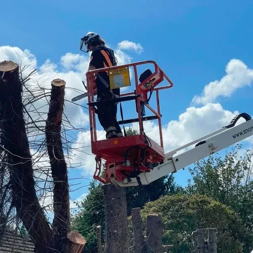 A man is cutting a tree with a chainsaw on a lift.
