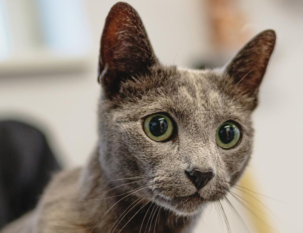 Top 10 Pet Care Tips for a Happy and Healthy Pet (2023)