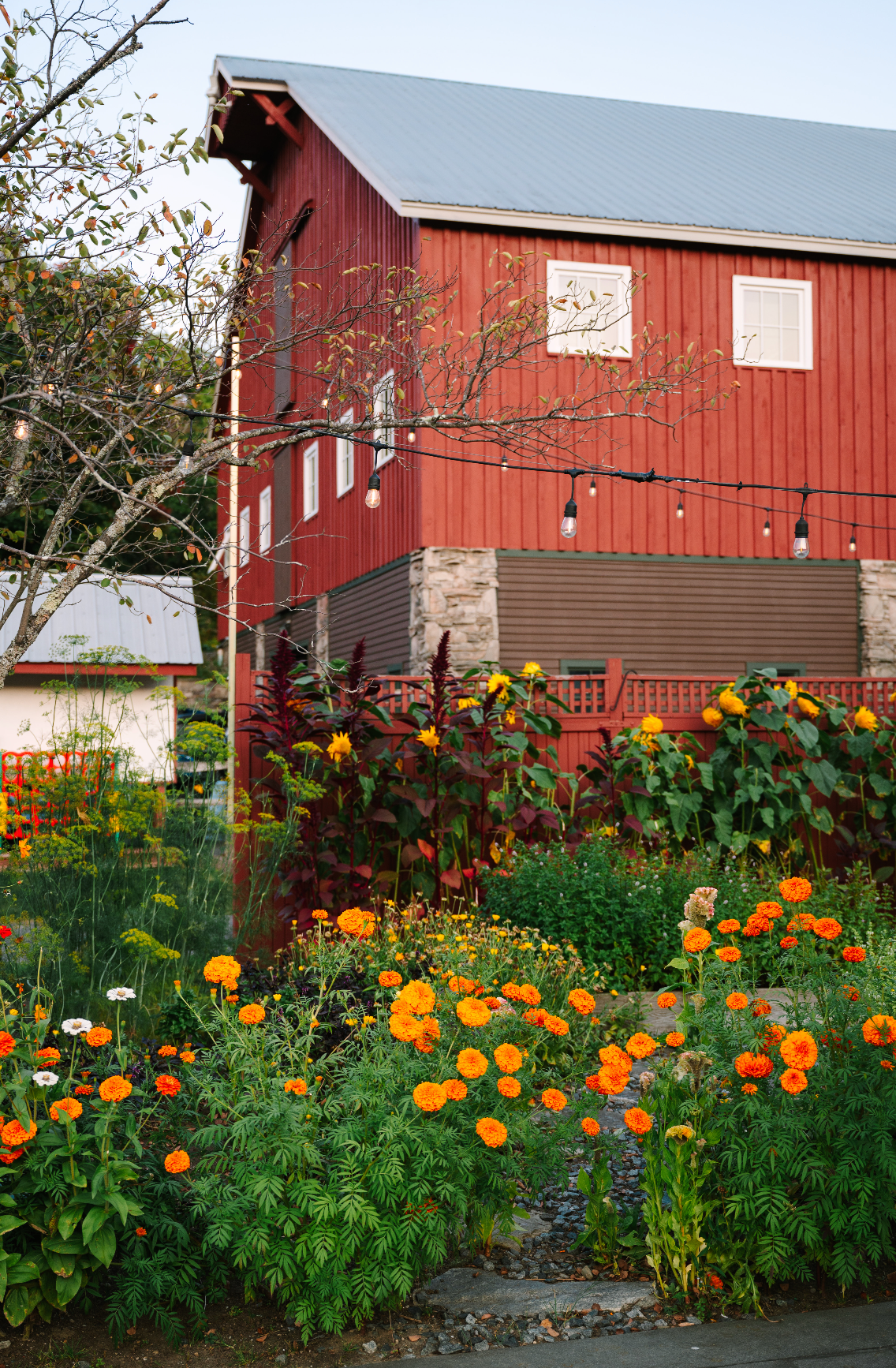 Red barn with flowers, outdoor seating. Orange flowers in the foreground.