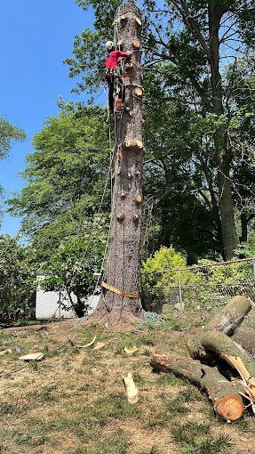 A man is climbing up the trunk of a large tree.