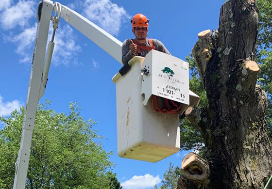 A man is sitting in a bucket on a crane cutting a tree.