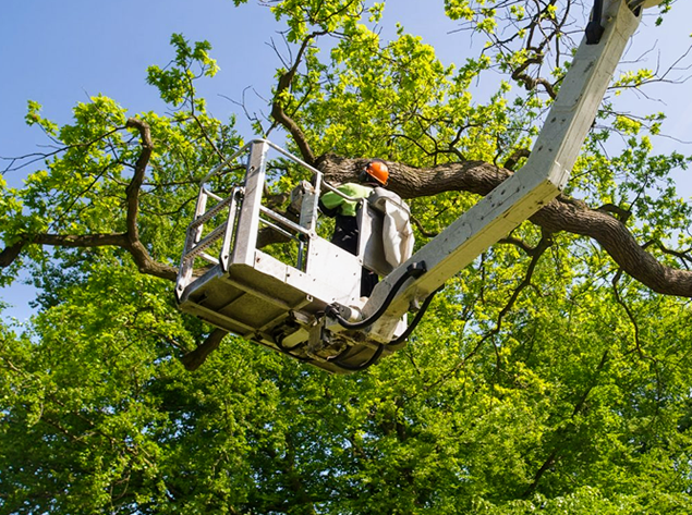 A man is cutting a tree branch from a crane.