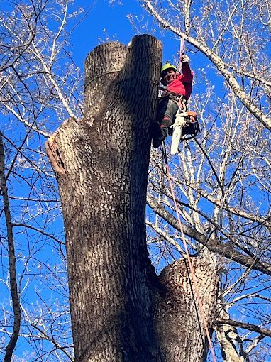 A man is climbing a tree with a chainsaw.