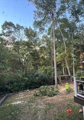 A man is climbing a tree in a backyard.