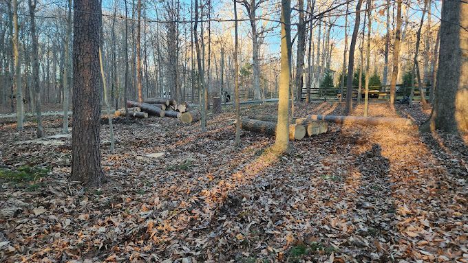 A forest with a lot of leaves on the ground and trees.