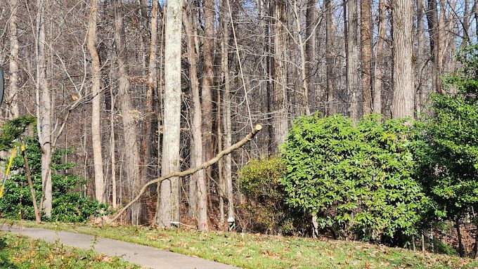 A path in the middle of a forest with trees without leaves.