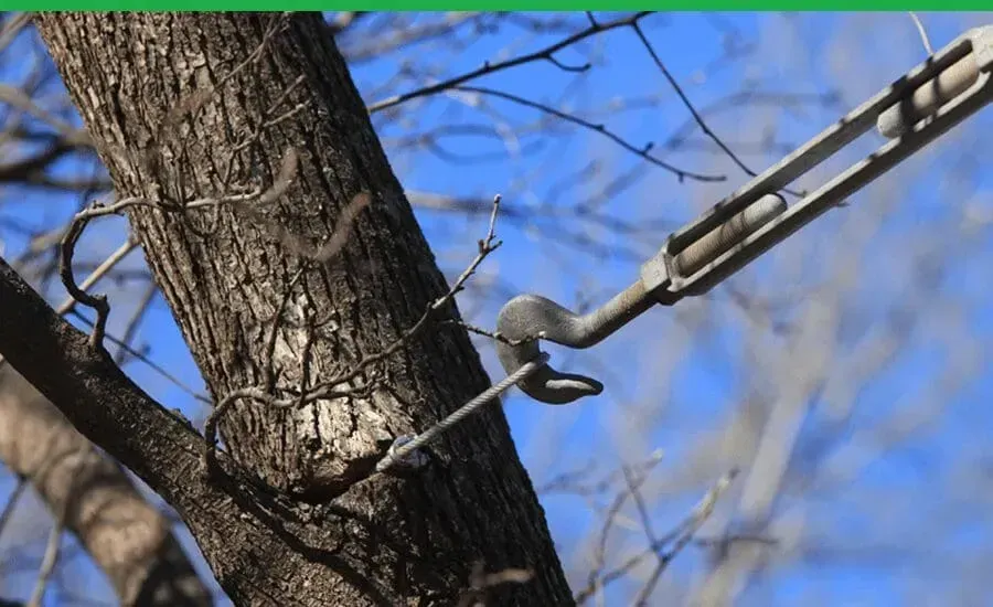 A tree with a wire attached to it against a blue sky.