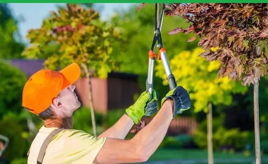 A man is cutting a tree with a pair of scissors.