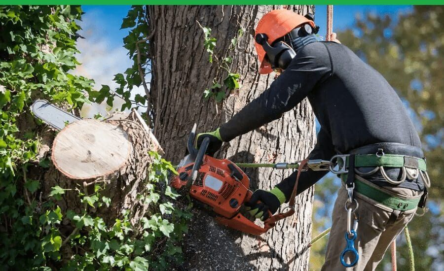 A man is cutting a tree with a chainsaw.