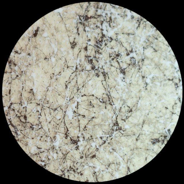 Light tan circular surface with dark, web-like lines throughout.