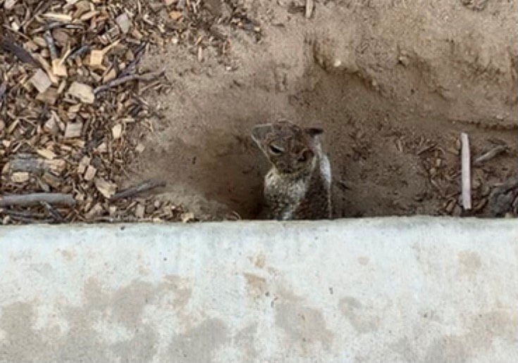 Ground Squirrel Looks Out Of The Hole - Merced, CA - Gecko Pest & Landscape Management