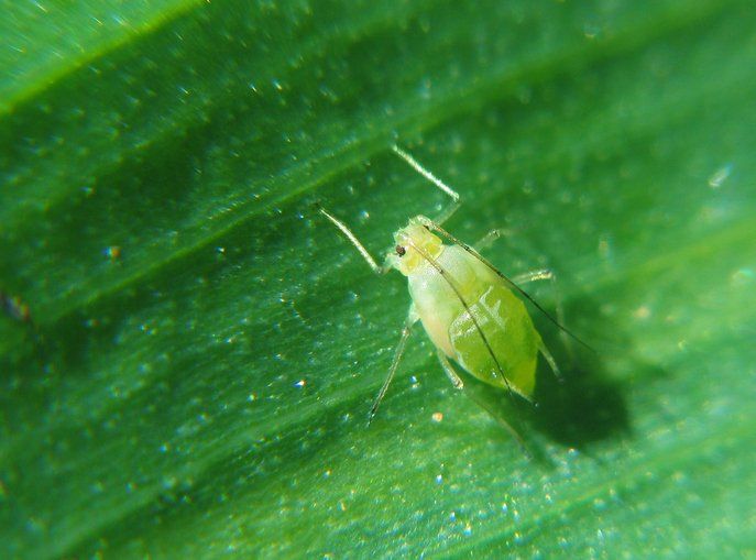 Green Plant Louse - Merced, CA - Gecko Pest & Landscape Management