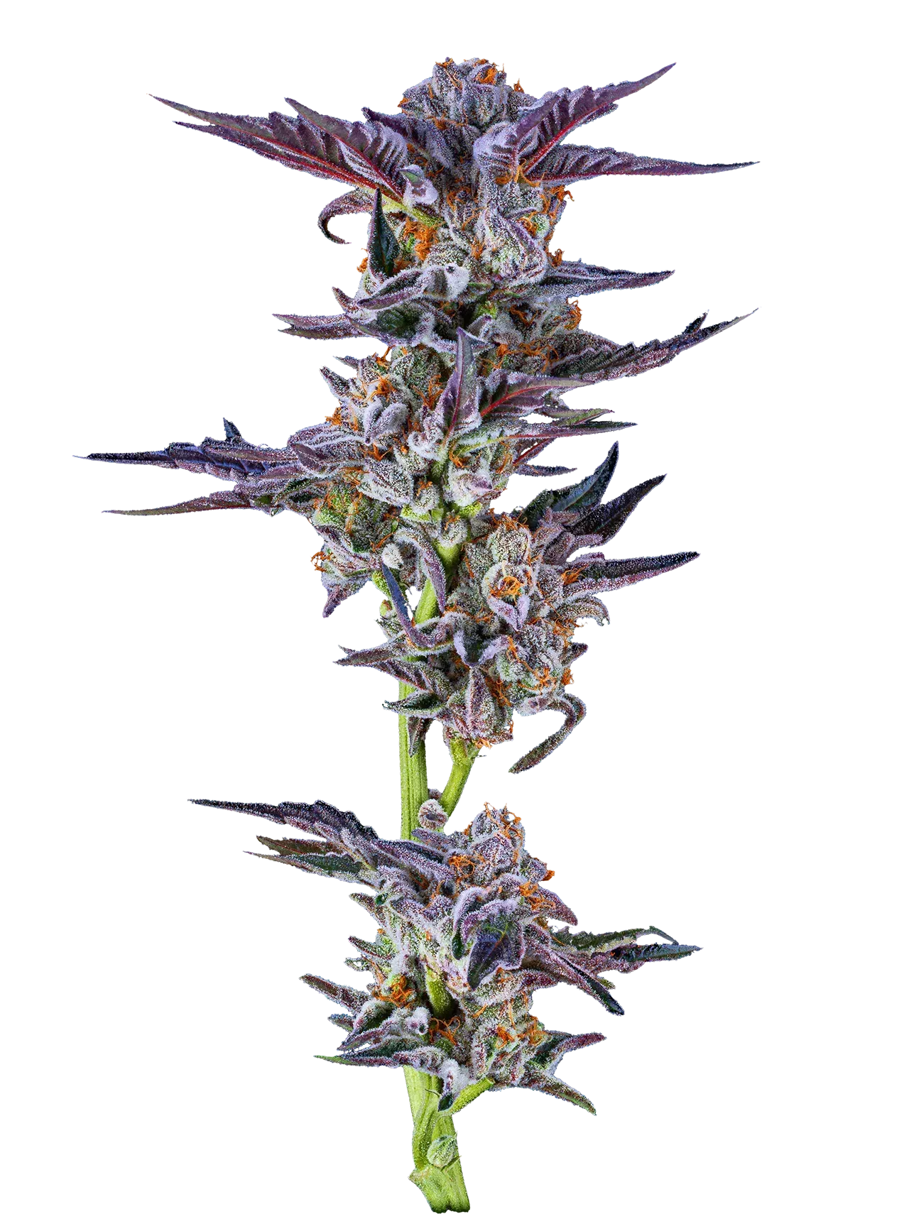Purple and green cannabis bud with orange hairs on a white background.