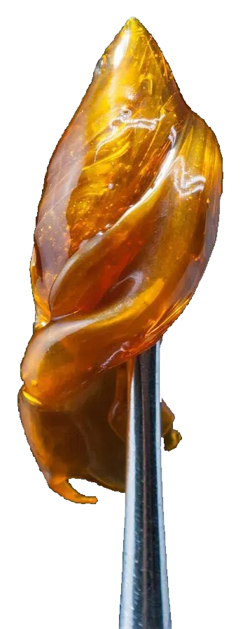 Purple and green cannabis bud with orange hairs on a white background.