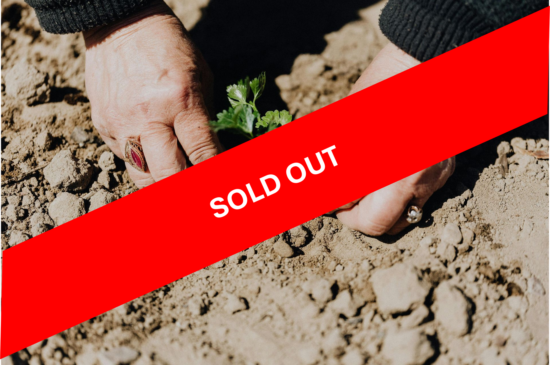 Hands planting a small green plant in brown soil.