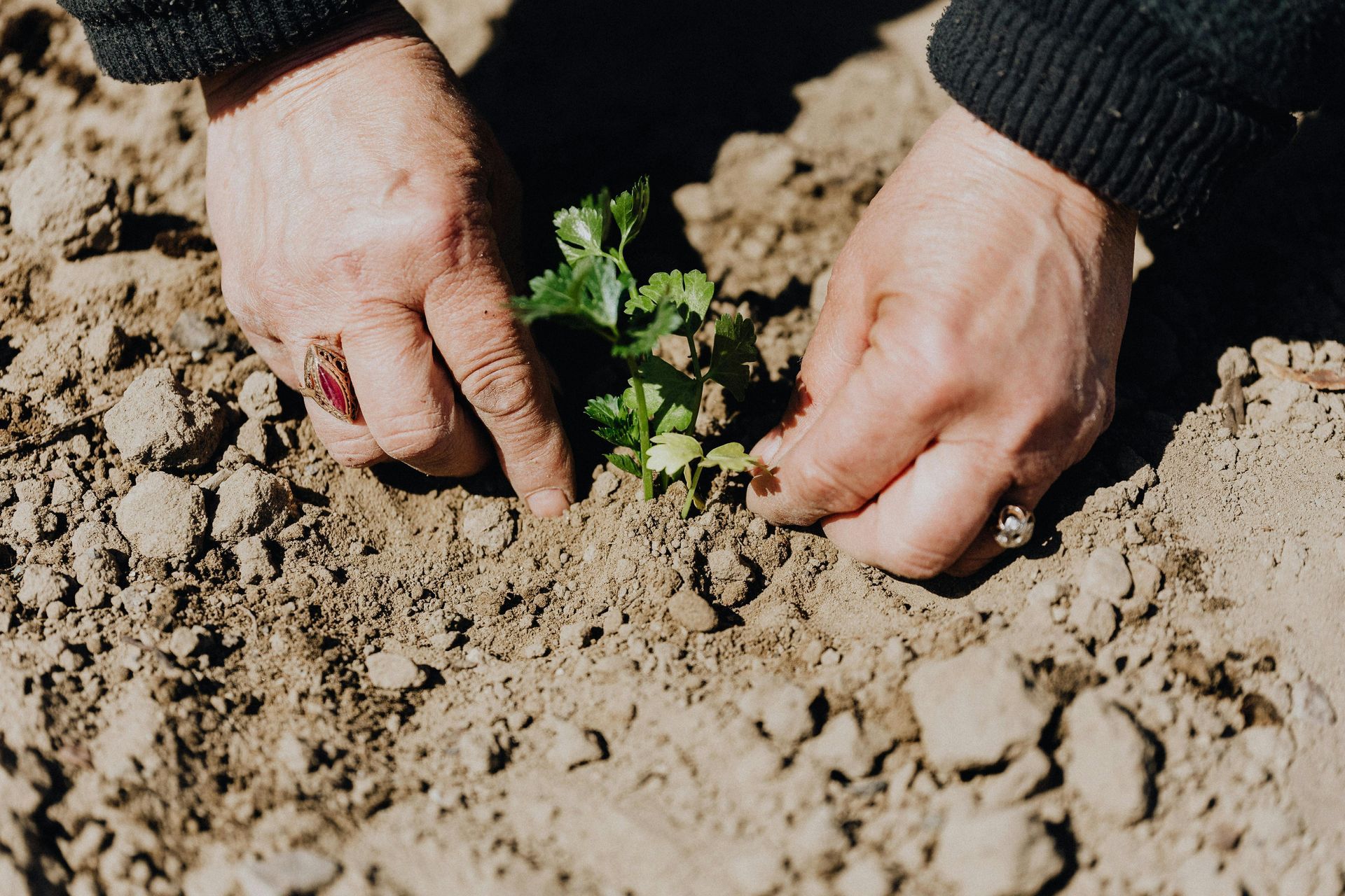 Hands planting a small green plant in brown soil.