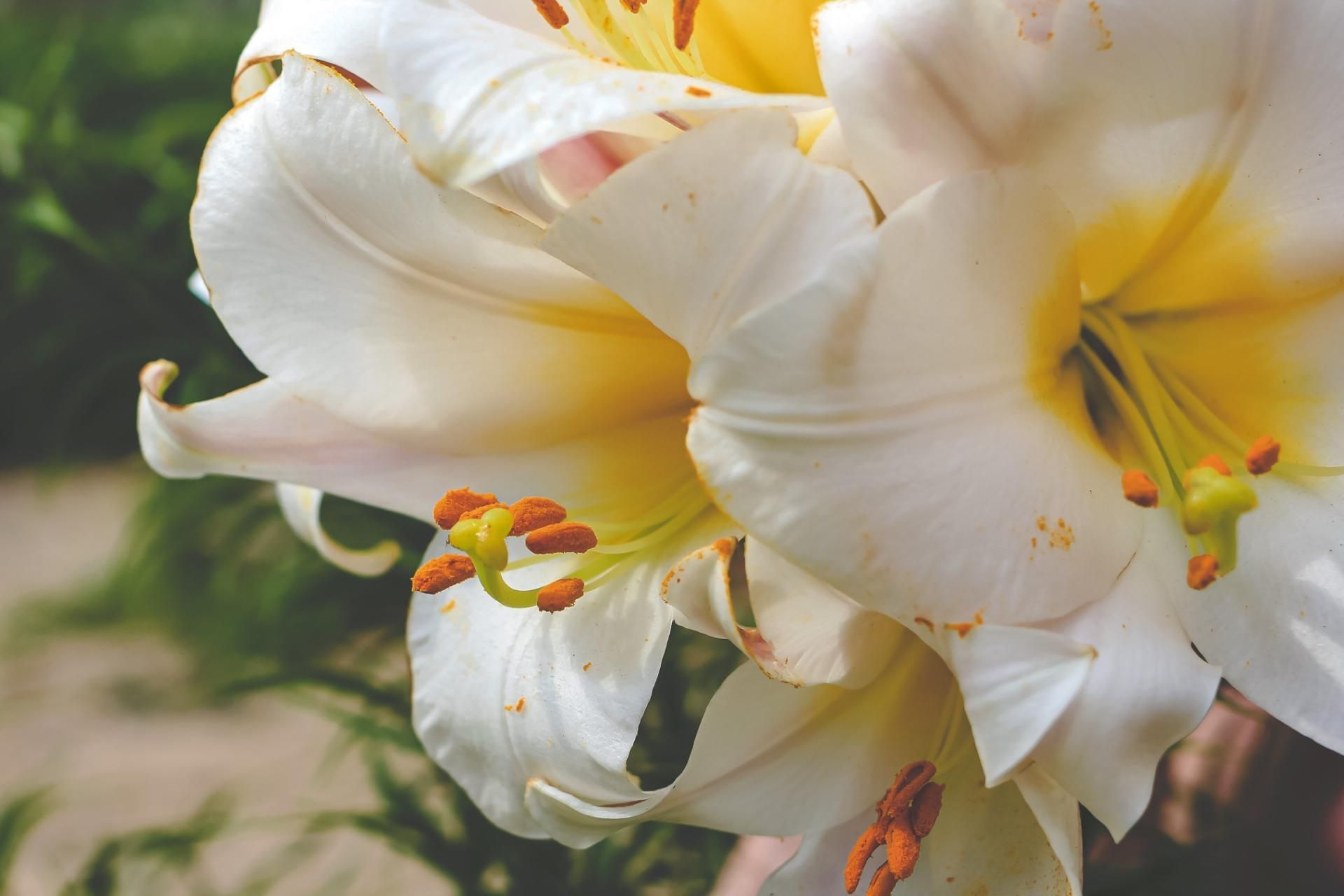 Close-up of white lily flowers with yellow centers and orange stamens, outdoors.