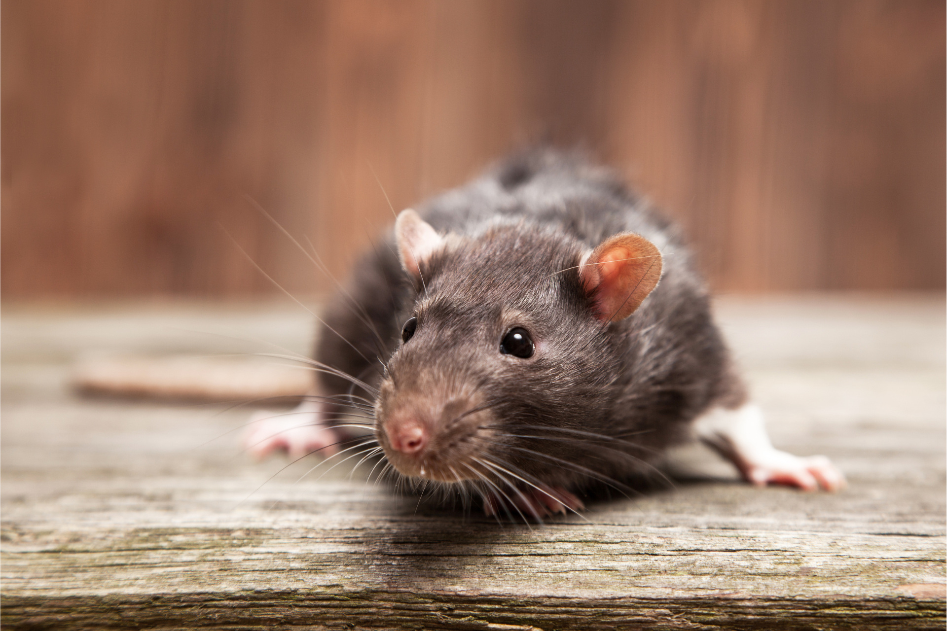 A rat is sitting on a wooden table and looking at the camera.