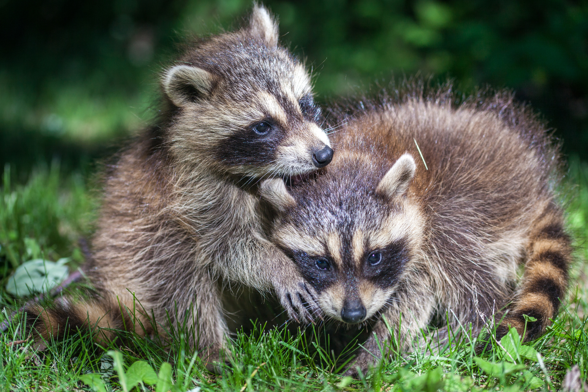 Two raccoons are playing in the grass.