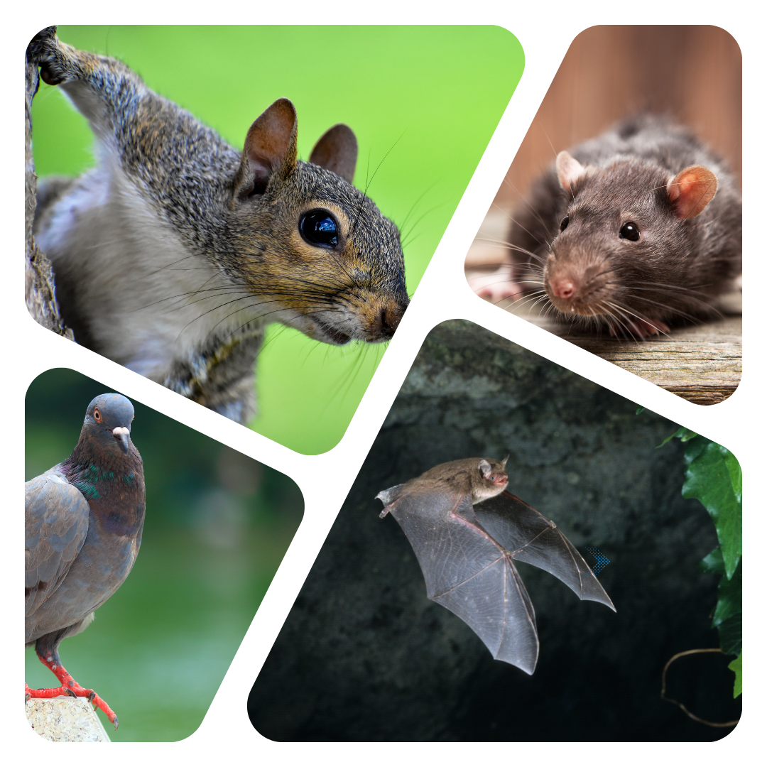 a squirrel a pigeon a rat and a bat are shown in a collage