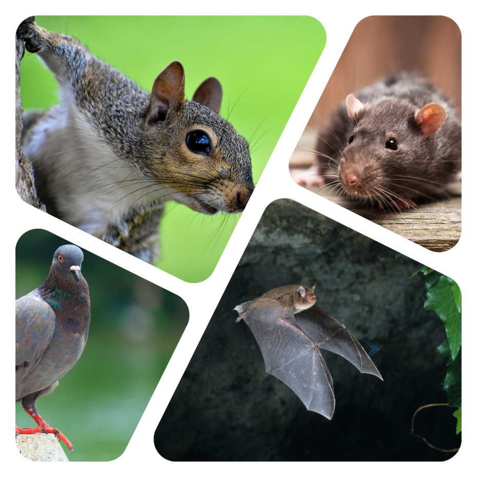 a squirrel a pigeon a rat and a bat are shown in a collage
