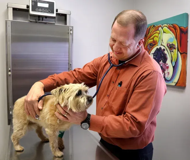 Veterinarian examining a small shaggy dog in a clinic, with a colorful dog painting in the background