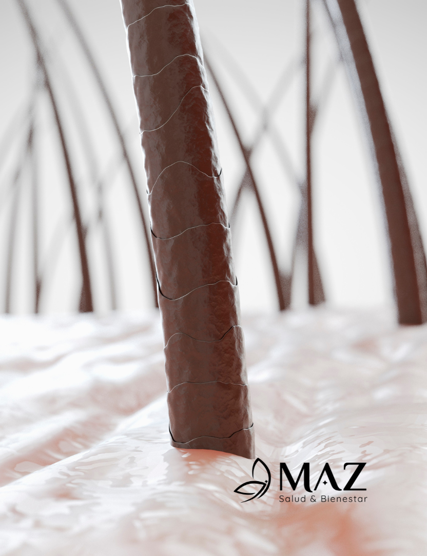 Cabello sano creciendo desde el folículo piloso en cuero cabelludo saludable.