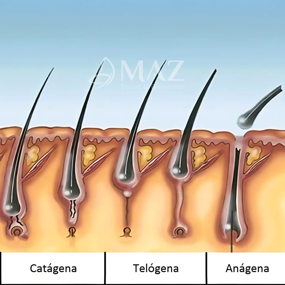 Fases del ciclo del cabello: anágena, catágena y telógena explicadas visualmente.