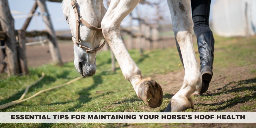 Essential Tips for Maintaining Your Horse’s Hoof Health