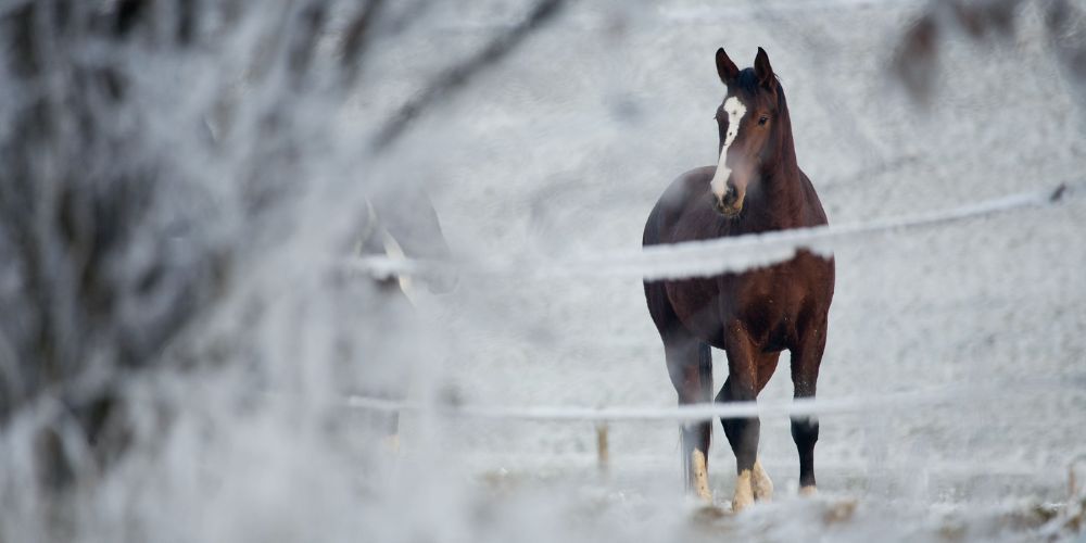 Essential Tips for Monitoring Your Horse's Weight During Winter