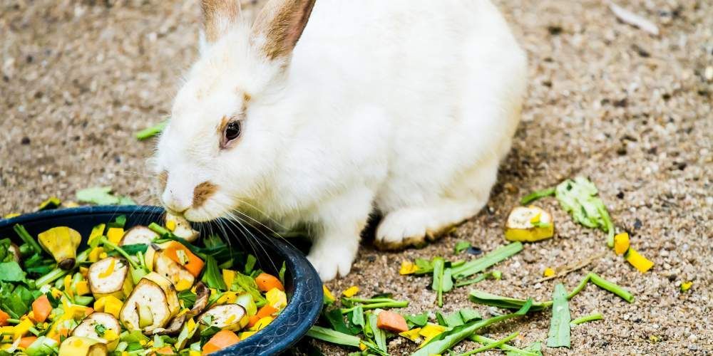 Fresh Vegetables for Rabbits
