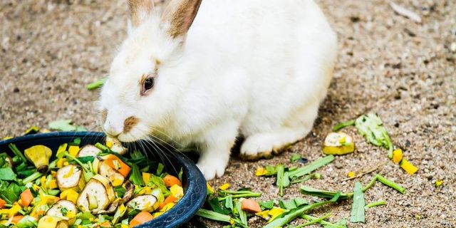Balanced Diet Can Rabbits Eat Cat Food Purina® Professional Rabbit