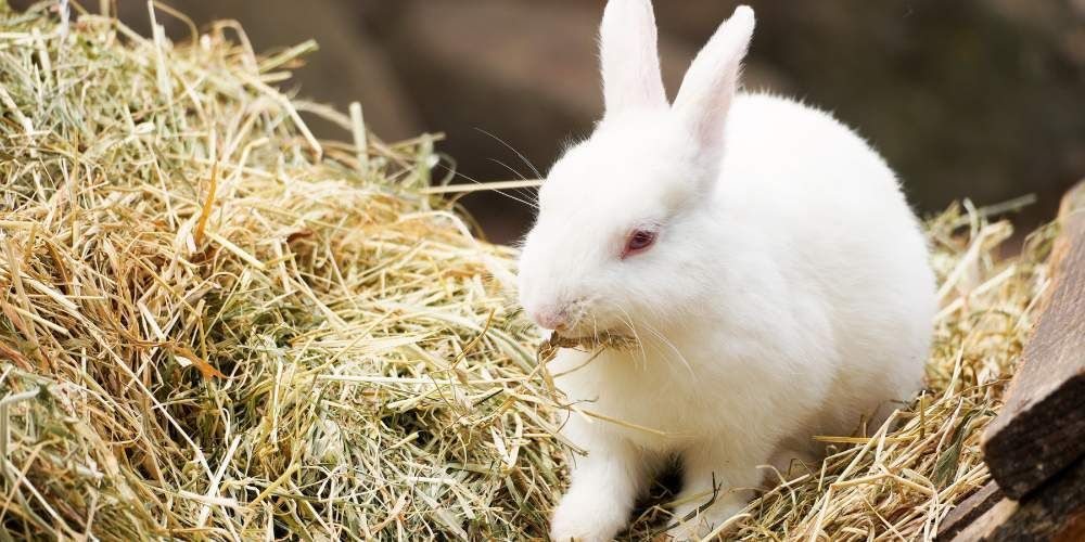 Hay For Rabbits