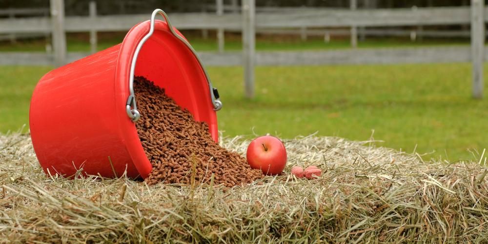 Horse Nutrition Food