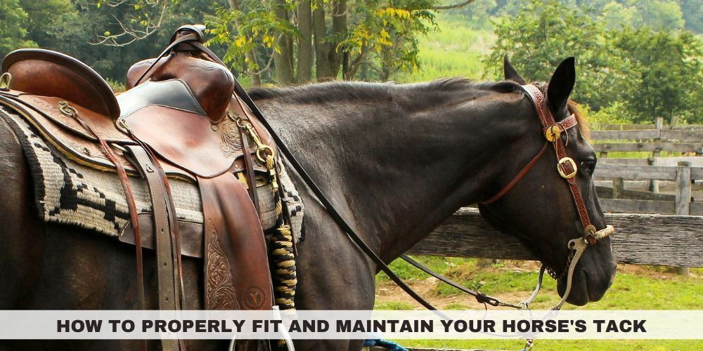 How to Properly Fit and Maintain Your Horse's Tack