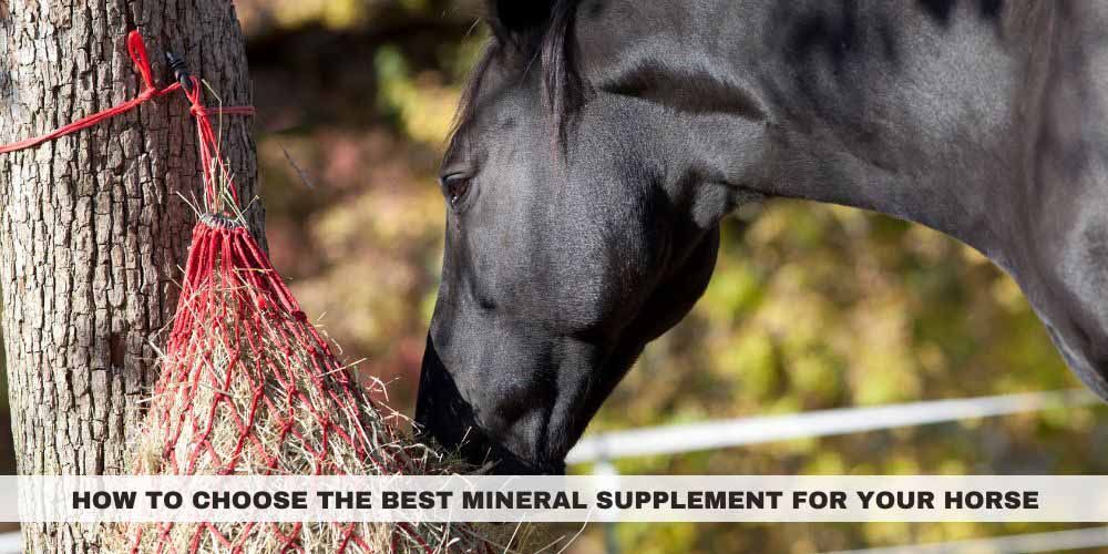 Mineral Supplement for Your Horse