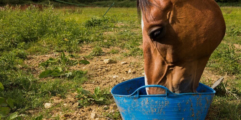 Nutrition Essentials for Horses