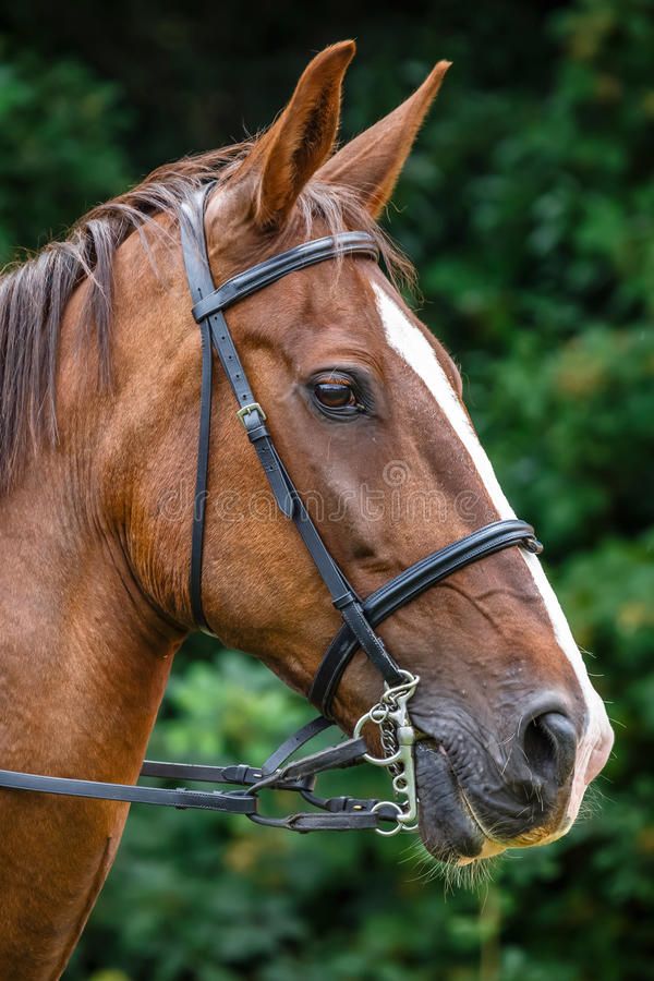 leather horse bridle