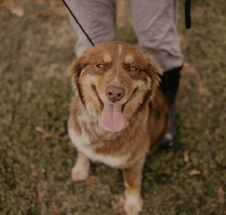A brown and white dog is standing in the grass with its tongue hanging out.