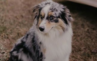 A small dog is sitting in the grass and looking at the camera.