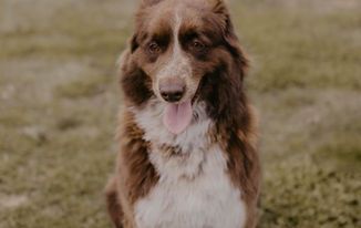 A brown and white dog is sitting in the grass with its tongue hanging out.