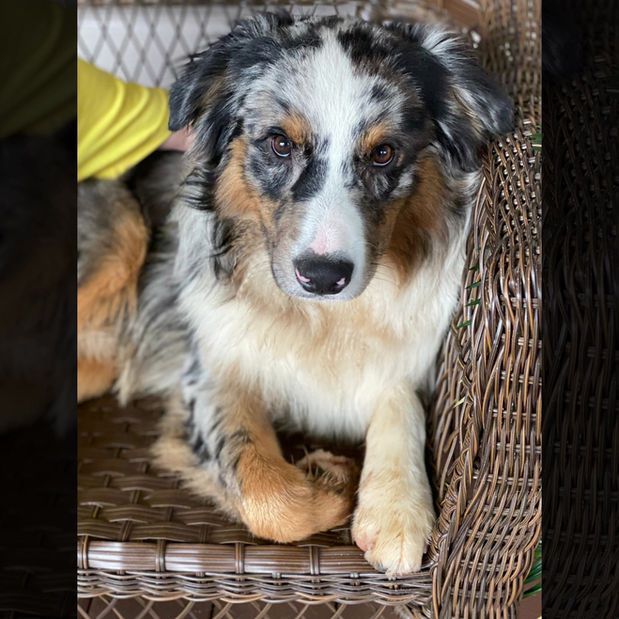 A dog is laying in a wicker chair and looking at the camera.