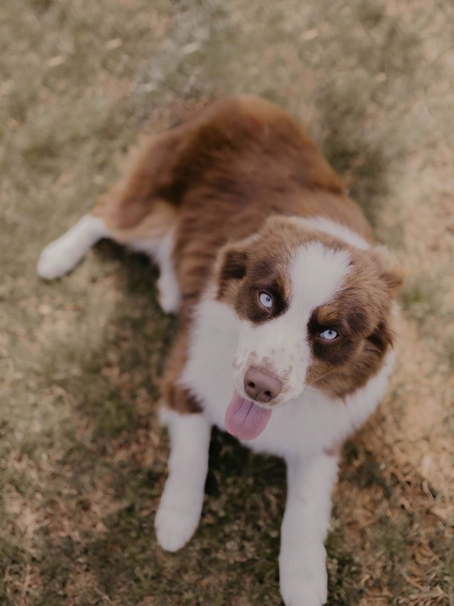A brown and white dog is laying on the ground with its tongue hanging out.